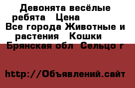 Девонята весёлые ребята › Цена ­ 25 000 - Все города Животные и растения » Кошки   . Брянская обл.,Сельцо г.